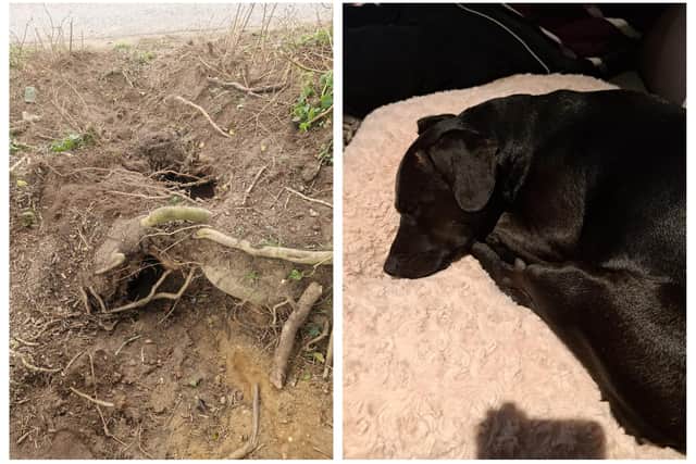 The badget sett, and right, Ozzie having a snooze after his ordeal. You can see the little cut on the top of his head.  Images: Michelle Finn.