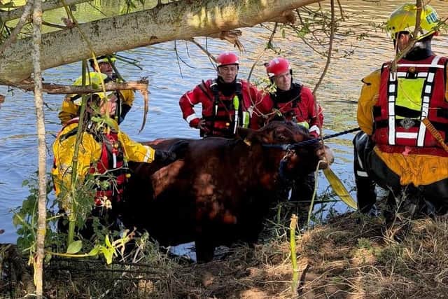 Firefighters rescue cow stuck inside tunnel in Sandy