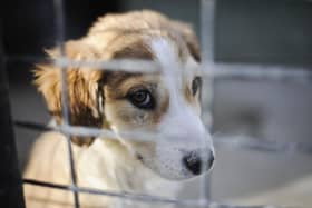 Puppy. Picture: PA/Ben Birchall