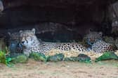 Cheetahs catch up on some beauty sleep in their dens at dusk