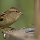 House sparrow on garden feeder