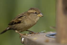 House sparrow on garden feeder