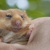 One of the rare hazel dormice released in the county. Picture: Clare Pengelly