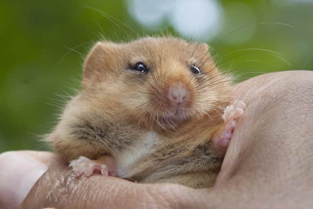 One of the rare hazel dormice released in the county. Picture: Clare Pengelly
