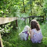 Does your child know how to be safe around dogs? Animal News Agency