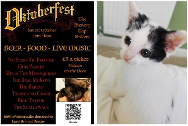 The Oktoberfest poster, and right, one of the kittens that Luna Animal rescue has helped to rehome. Images: Luna Animal Rescue.