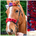 L: Chester with some of the hand-knitted poppies adorning his harness and R: The giant 7ft rug which features hand-knitted poppies. Pictures: Samantha Wenn