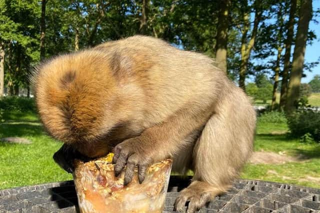 Quisby makes the most of his cooling treat