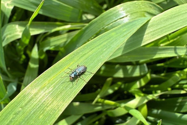 A parasitoide wasp on a winter bird food plant mix on the farm. Parasitoide wasps are natural predators of aphids, which can harm the plants by feeding and transmitting viruses.