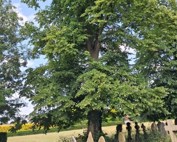The beautiful trees at St. Marys.