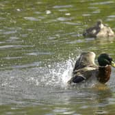 There have been more than 150 incidents of water pollution reported in Central Bedfordshire in the past four years