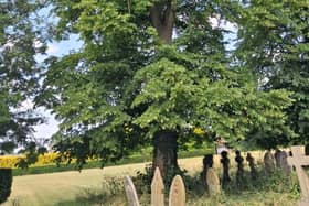 The magnificent trees