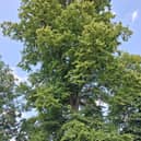 The magnificent trees