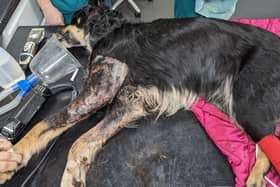The dying dog was found in Henlow Park