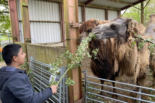 Younes was delighted when feeding the camels during his visit. Picture: Olivia Preston