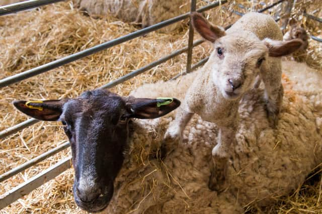 Lambing is Back Event Returns to Mead Open Farm