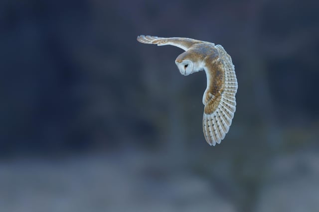 A diving barn owl on the farm.