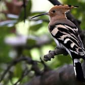 A hoopoe perches on a tree in the woods (Photo by JOSEPH EID/AFP via Getty Images)