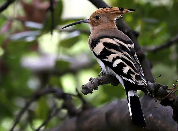 A hoopoe perches on a tree in the woods (Photo by JOSEPH EID/AFP via Getty Images)