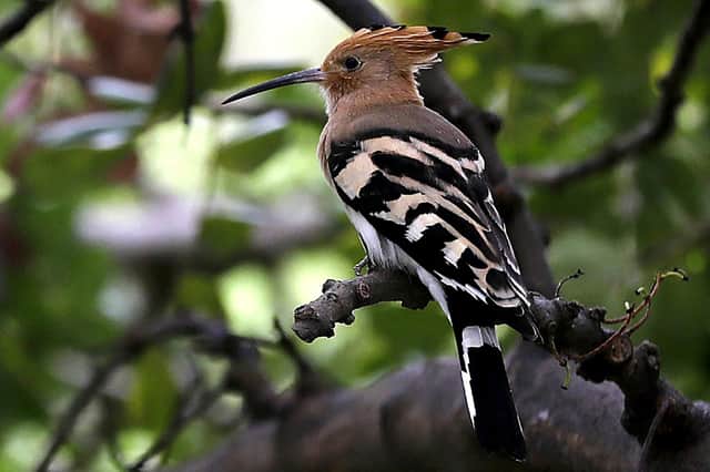 A hoopoe perches on a tree in the woods (Photo by JOSEPH EID/AFP via Getty Images)