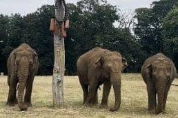 Tarli, Chandrika and Damini celebrating World Elephant Day with a sugar cane feast.