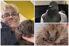 Sue Wood and some of the animals she is caring for