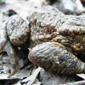 Native amphibians will be settling into their shelters in the UK this winter