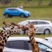 Giraffe Lick