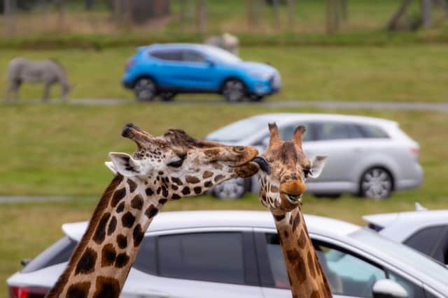 Giraffe Lick