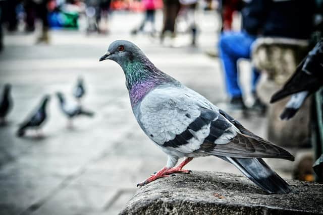 Birds