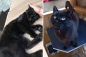 Ruby. Picture: Cats Protection