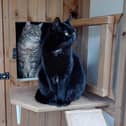 Although they are not related Lucy and Blue have formed a very close bond