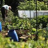 A man works his allotment.  (Photo by Daniel Berehulak/Getty Images)