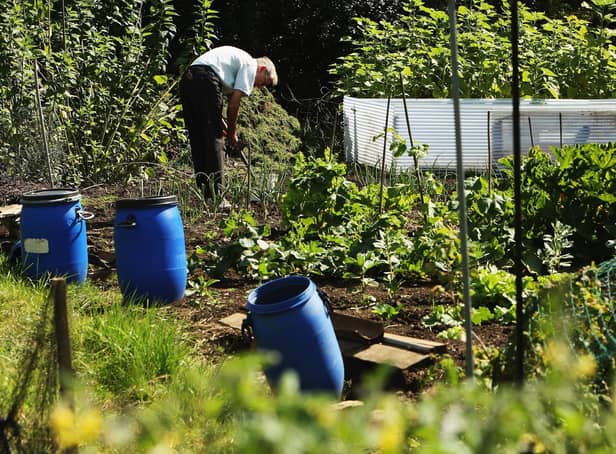 A man works his allotment.  (Photo by Daniel Berehulak/Getty Images)