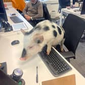 Kew Little Pigs' show pigs love to visit all kinds of venues - Animal News Agency
