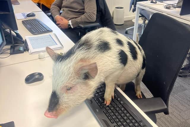 Kew Little Pigs' show pigs love to visit all kinds of venues - Animal News Agency