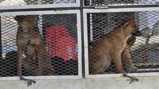 Dogs on a truck in Morocco - Animal News Agency