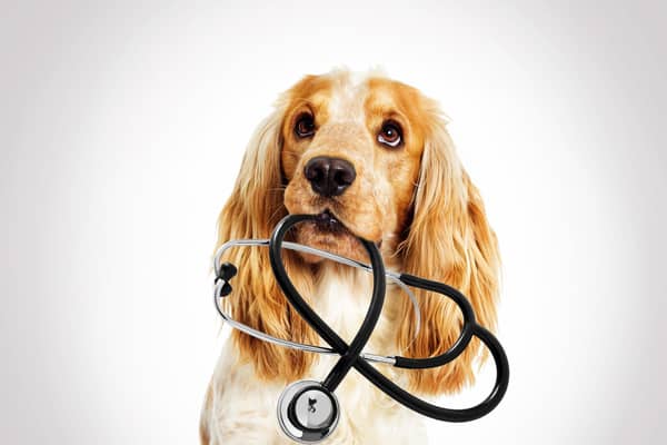 More than half of vets (52 per cent) said the number of clients reporting difficulty covering the cost of preventative veterinary care for their animal had increased compared to 2021 (photo: Adobe)