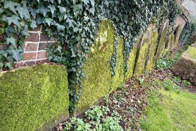 Moss covered tomb stones in St Andrew's church yard today.