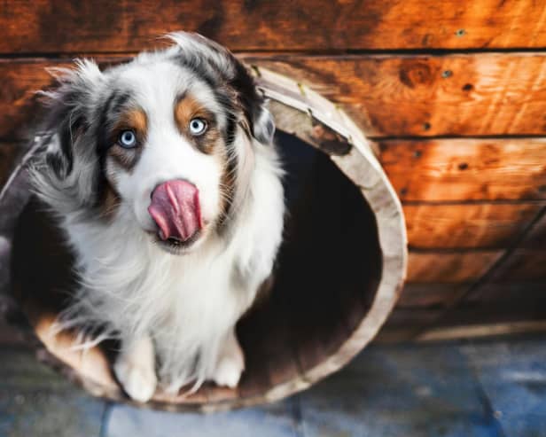 There are plenty of ways to help your dog prepare for a kennel stay - Animal News Agency
