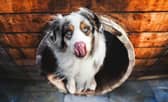 There are plenty of ways to help your dog prepare for a kennel stay - Animal News Agency