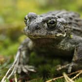 Natterjack toad Epidalea calamita, on the heath at The Lodge RSPB nature reserve