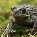 Natterjack toad Epidalea calamita, on the heath at The Lodge RSPB nature reserve