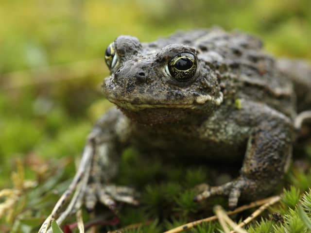 Natterjack toad Epidalea calamita, on the heath at The Lodge RSPB nature reserve