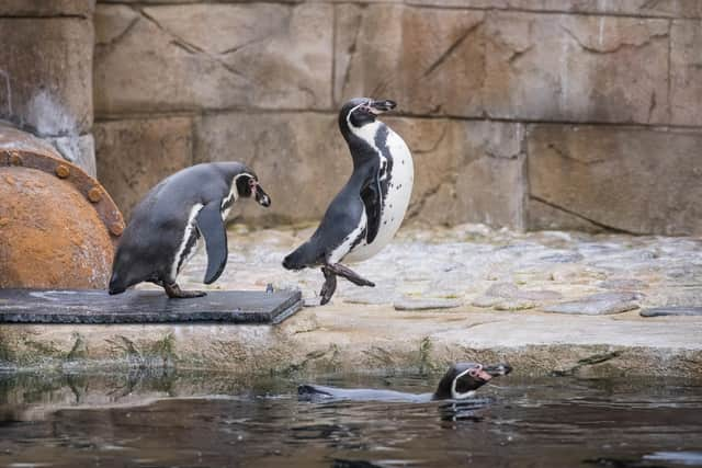 Penguins at Woburn