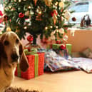 Christmas can be a dangerous time for pets - Animal News Agency