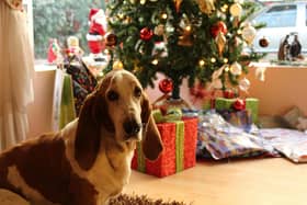 Christmas can be a dangerous time for pets - Animal News Agency
