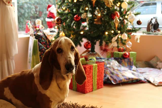 Christmas can be a dangerous time for pets - Animal News Agency