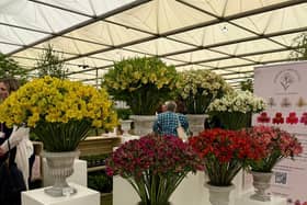 Woburn Farm Plants’ award-winning stand at RHS Chelsea Flower Show 2025 — a vibrant celebration of Alstroemerias that earned the nursery a coveted Silver Gilt Medal on its debut year.
