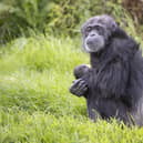 Pictured: Koko, aged 50